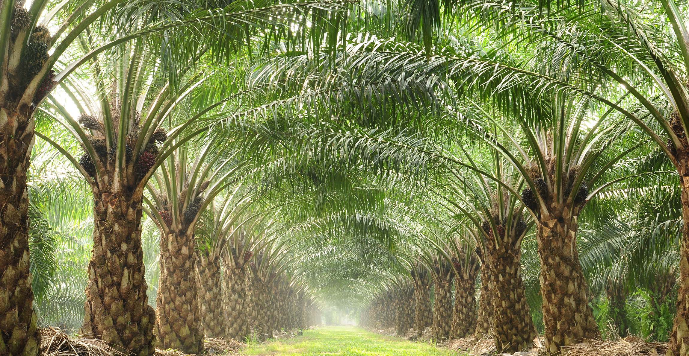 palm-oil-plantation-rows-full-width-shutterstock